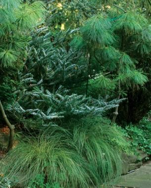 Shade Conifers, Conifers For Shade, Shade Bushes, Forest Landscaping, Evergreens For Shade, Abies Koreana, Shaded Garden, Conifers Garden, Shade Gardening