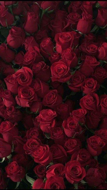 Maroon Aesthetic, Burgundy Aesthetic, Love Rose Flower, Amazing Wallpaper, Roses Drawing, Rose Rouge, Flower Phone Wallpaper, Rose Wallpaper, Red Wallpaper