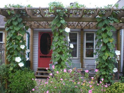 How to Grow Moonflowers | Dengarden Pergola Vines, Moonflower Vine, Large Trellis, Outdoor Eating Area, Pergola Swing, Garden Activities, Pergola Garden, Garden Vines, Covered Pergola