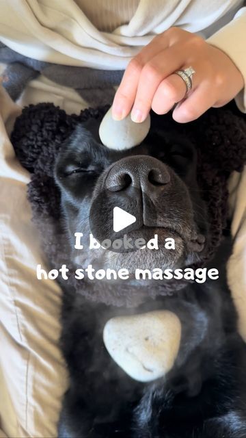 Dog Massage, Dog Spa, Snoring Remedies, How To Stop Snoring, Getting A Massage, Hot Stone Massage, Stone Massage, Hot Stones, Fell Asleep