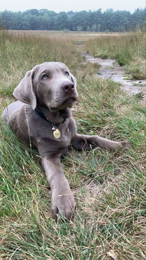 Labrador Retrievers are beloved for their friendly temperament, intelligence, and versatility. With a playful and energetic nature, they make excellent companions for families and active individuals alike. Their affectionate demeanor and patience, especially with children, along with their social interaction skills, contribute to their reputation as great pets. Visla Puppy Grey, Grey Labrador, Silver Lab Puppies, Silver Labrador Retriever, Silver Labrador, Chocolate Lab Puppies, Puppy Heaven, Gray Dog, Weimaraner Dogs