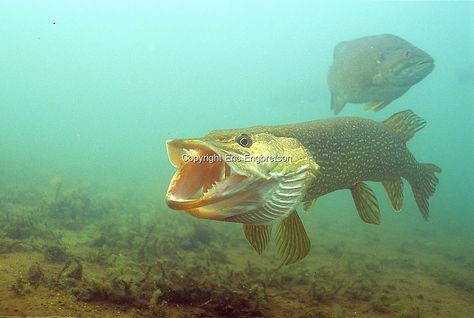 Northern Pike<br /> <br /> ENGBRETSON UNDERWATER PHOTO Fish References, Fishing Pics, Creature Creation, Fish Reference, Pike Fish, Photos Of Fish, Big Aquarium, Northern Pike, Underwater Images