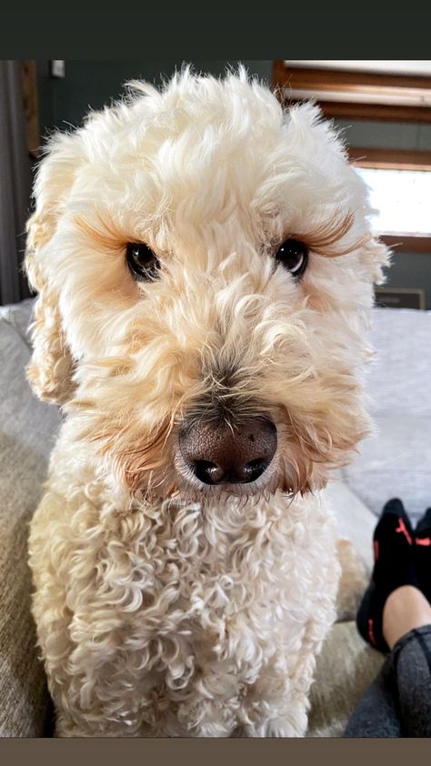 Anyone else have to trim their doodles eyelashes? Labradoodle #doodle #puppies #labradoodle Dogs With Long Eyelashes, Puppies Labradoodle, F1b Labradoodle, Labradoodle Puppies, Doodle Puppies, Labradoodle Puppy, Long Eyelashes, Longer Eyelashes, Eye Lashes