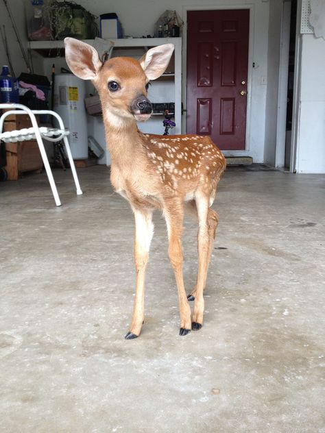 Open Garage, Palmetto Florida, Fawns Deer, Deer Doe, Pretty Animals, Oh Deer, Silly Animals, Baby Deer, Woodland Creatures