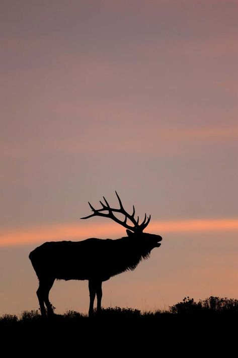 nature wallpaper iphone america – Пошук Google Elk Wallpaper Iphone, Elk Wallpaper, Elk Bugling, Bulls Wallpaper, Animal Wallpapers, Deer Wallpaper, Bull Elk, Future Wallpaper, Deer Painting