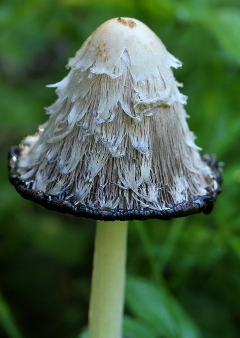 Shaggy Ink Cap Mushroom | Haughmond Hill | by Janie Dibnah Ink Cap Mushroom Hat, Ink Cap Mushroom Drawing, Shaggy Ink Cap Mushroom, Shaggy Ink Cap, Ink Cap Mushroom, Inky Cap Mushroom, Mushroom Costume, Mushroom Plant, Mushroom Pictures