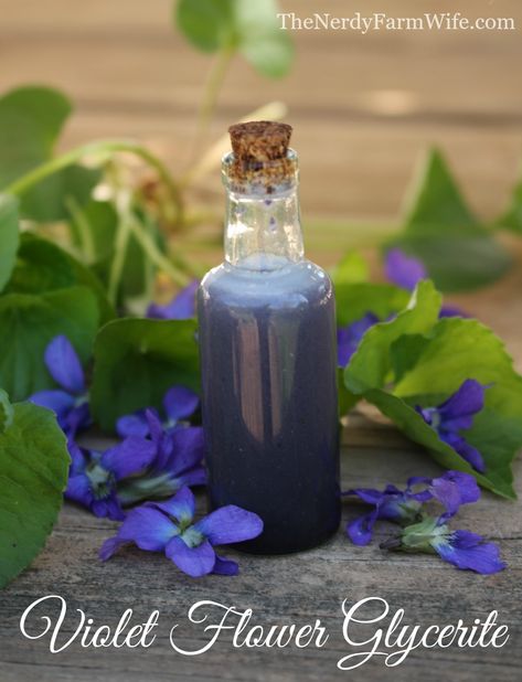 Violet Flower Glycerite Common Violet, Nerdy Farm Wife, Farm Wife, Diy Lotion, Folk Magic, Kitchen Witchery, Herbal Recipes, Natural Healing Remedies, Diy Body Care