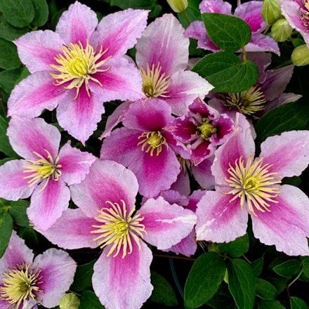 Clematis Piilu, Clematis Wilt, Growing In Pots, Clematis Jackmanii, Clematis Montana, Belsize Park, Garden Compost, Group 2, Gardening Advice