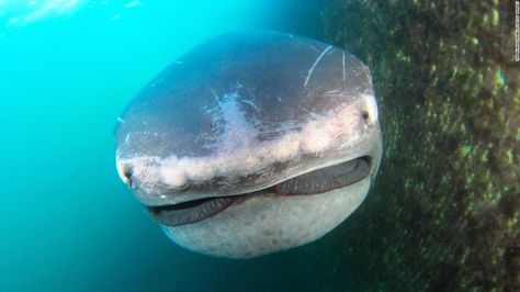 Whale Shark Facts, Shark Habitat, Megamouth Shark, Deep Sea Sharks, Basking Shark, Save The Sharks, Types Of Sharks, Shark Facts, Big Shark