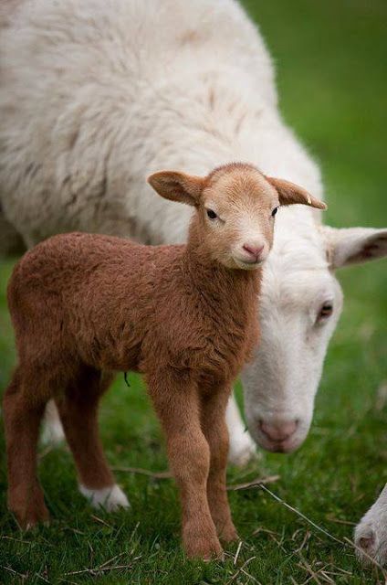 Baby Lamb, Sheep And Lamb, Country Scenes, Baby Goats, Sweet Animals, The Grass, Animal Photo, Zebras, 귀여운 동물