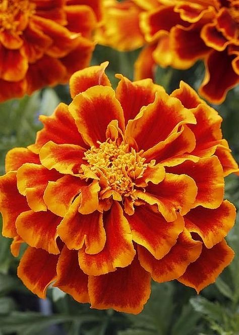 Country Garden Design, Yellow Marigold, Marigold Flowers, Hosta Gardens, Fleur Orange, Wallpaper Flower, English Cottage Garden, Marigold Flower, Nothing But Flowers