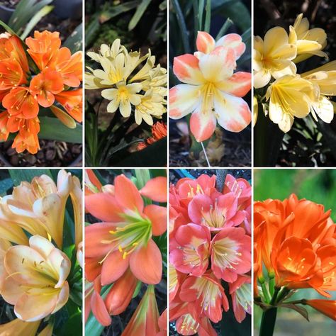 Bush Lily, Clivia Plant, Beautiful Driveways, Seeds Gifts, Arrowhead Plant, When To Plant, Cattleya Orchid, Kangaroo Paw, Healthy Garden