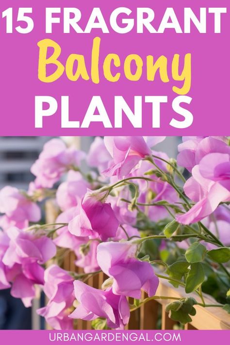 fragrant plants in an apartment balcony garden Patio Plants In Pots Full Sun Ideas, Balcony Gardens, Beautiful Balcony, Fragrant Garden, Balcony Plants, Fragrant Plant, Aromatic Plant, Patio Plants, Lavender Plant