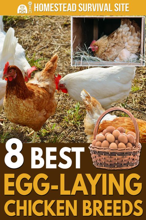 Golden Comet Chicken, Chickens Backyard Breeds, Sussex Chicken, Best Laying Chickens, Leghorn Chickens, Wyandotte Chicken, Laying Chickens Breeds, Best Egg Laying Chickens, Laying Chickens