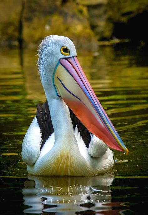 Desert Africa, Mountains Desert, Regard Animal, Pelican Art, Clouds Mountains, Water Birds, Australian Wildlife, Most Beautiful Birds, Kinds Of Birds