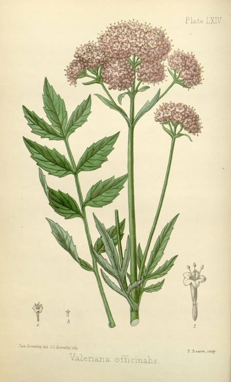 Valeriana officinalis illustration - circa 1853 Valeriana Officinalis, Herbs Illustration, Flora Danica, Flower Illustrations, Illustration Botanique, Plant Drawing, Valerian, Botanical Illustrations, Botanical Drawings