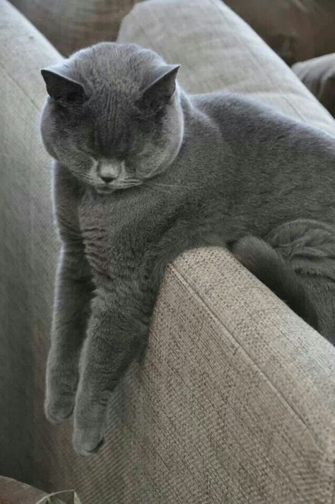 I love the Russian Blue. I miss you Sooty! Russian Blue Cat, British Shorthair Cats, Gray Cat, Russian Blue, Domestic Cat, Cute Kittens, Blue Cats, Cats Meow, Pretty Cats