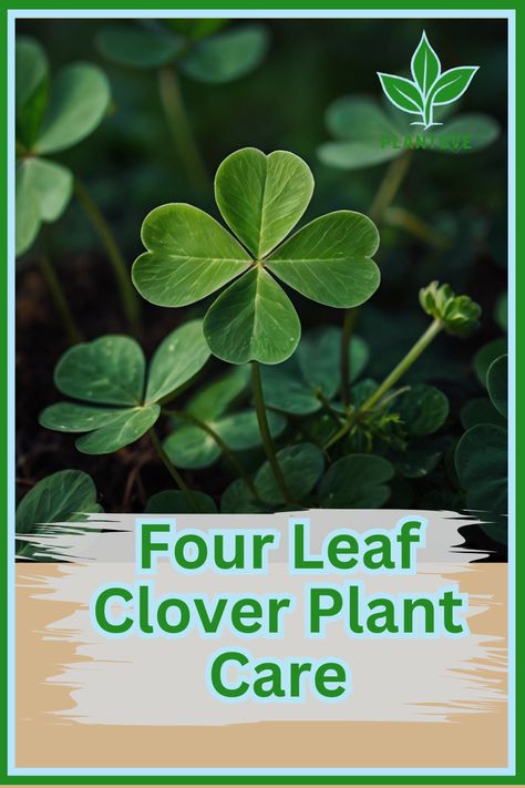 Learn how to care for a four leaf clover plant and keep this lucky charm thriving! Discover tips for proper watering, sunlight, soil conditions, and maintenance to enjoy its vibrant greenery and unique charm in your home or garden. Clover Plant, Ornamental Plants, Four Leaf, Leaf Clover, Four Leaf Clover, Lucky Charm, The Meaning, How To Grow, Unique Charms