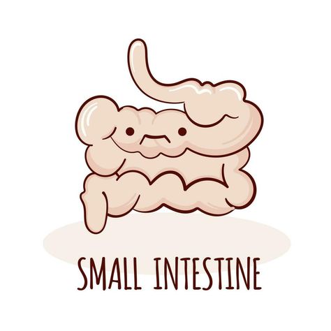 Small Intestine Drawing, Intestines Painting, Small Intestine, Intestines Illustration, Anatomy Of Intestines, Small Intestine Anatomy, Human Anatomy, Funny Faces, Cartoon Drawings