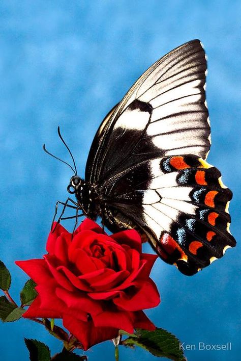 Winged Beauty Resting On A Red Rose! Macro Fotografia, Jewelry Pics, Wonderful Nature, Moth Caterpillar, Butterfly Photos, Butterflies Flying, Beautiful Bugs, Butterfly Pictures, Butterfly Kisses