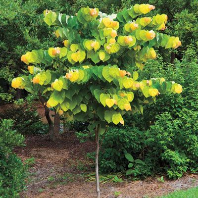 I Can't Stand the Rain (Garden) — Gardening for Late Bloomers Rising Sun Redbud Tree, Spring Garden Ideas, Rising Sun Redbud, Ideas For Front Yard, Spring Hill Nursery, Redbud Tree, Gardening Zones, Fall Vegetables, Gardening Plants