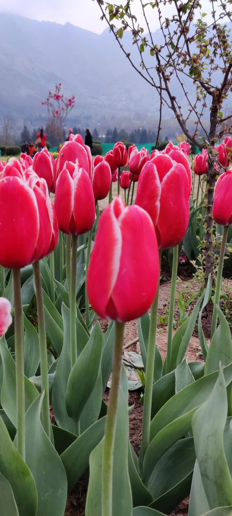 Tulip garden Srinagar Kashmir Tulip Garden Kashmir, Srinagar Kashmir, Tulip Garden, Tulips Garden, Srinagar, Travel Bucket, Tulips, Bucket List, Plants