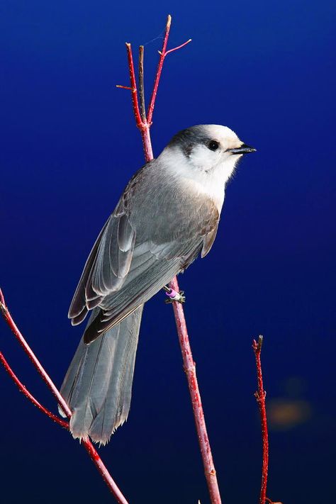 Canada Jay, Gray Jay, Carved Birds, Wooden Birds, Animal Tarot, Carved Wooden Birds, Nature Colors, Bird Carving, Boreal Forest