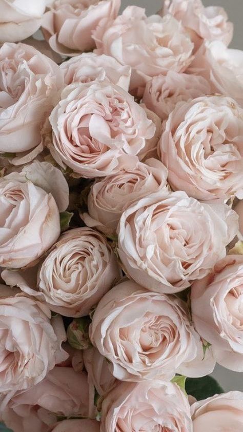 Fresh Cut Roses, Wholesale Roses, Shotting Photo, Bouquet Arrangements, Flower Therapy, No Rain, Flower Background Wallpaper, Beautiful Flower Arrangements, Wholesale Flowers