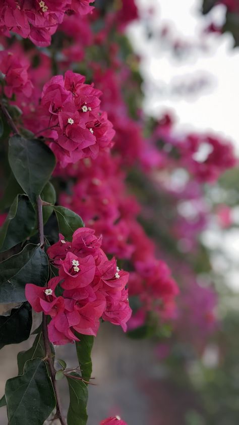 Bogenvilla Plant Aesthetic, Bogan Villa Flowers, Bogenvilla Plant, Boganvillia Aesthetic, Bouganvilla Aesthetic, Bougainvillea Aesthetic, Bougainvillea Flower, Bougainvillea Tree, Flower Dress Art