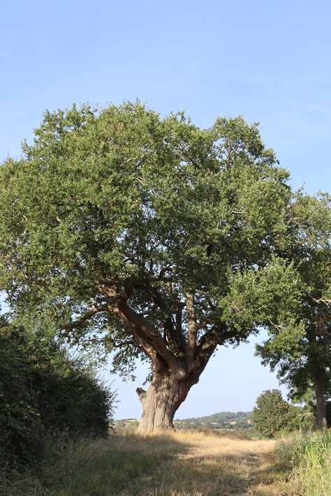 September Oak Trees Landscaping, Acacia Tree, Lone Tree, Tree Sketches, Flower Art Drawing, Special Pictures, Canvas Painting Tutorials, Landscape Photography Nature, Landscape Art Painting