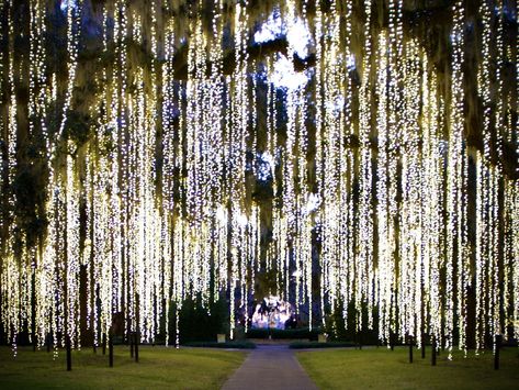 See Nights Of A Thousand Candles at Brookgreen Gardens this week — December 19-21. For details and tickets, visit our website: buff.ly/2GP5GXc  #brookgreengardens #brookgreen #holidaylights #discoversc #hammockcoastsc #familytradition #southernliving #usatoday #usatodaytravel #usatoday10best Brookgreen Gardens, Brook Green, Green Gardens, Christmas Lighting, Garden Christmas, December 19, Willow Tree, Green Garden, Southern Living