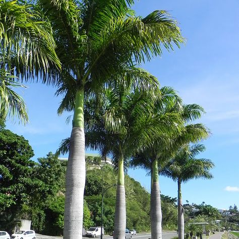 Top 10 Most Popular Florida Palm Trees (with Pictures) Palm Tree Landscape Ideas, Royal Palm Tree, Types Of Palm Trees, Palm Tree Types, Landscaping Entrance, Monument Ideas, Yard Trees, Palm Trees Garden, Fishtail Palm