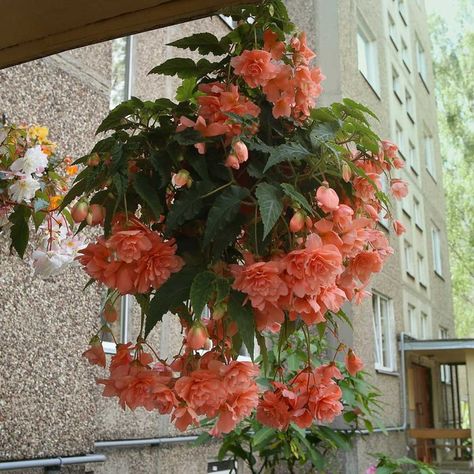 8 Best Outdoor Hanging Plants for Your Patio | Family Handyman Fuchsia Plant, Hanging Plants Outdoor, Prairie Garden, Hanging Flower Baskets, Plants For Hanging Baskets, Annual Flowers, Container Gardens, Hanging Flowers, Fruit Plants