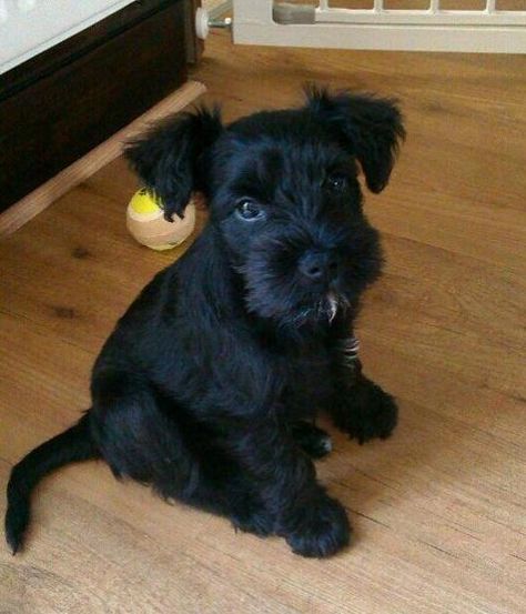 Black miniature schnauzer pup Black Miniature Schnauzer, Black Schnauzer, Schnauzer Mix, Mini Schnauzer Puppies, Miniature Schnauzer Puppies, Schnauzer Puppy, Popular Dog Breeds, Schnauzer Dogs, Mini Schnauzer