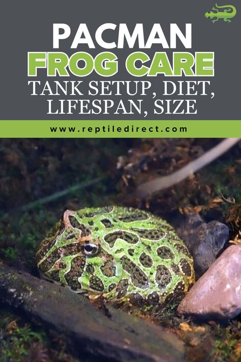 A green Pacman frog with distinctive dark markings sits on a rocky surface, featured in an educational poster. The text reads: 'Pacman Frog Care: Tank Setup, Diet, Lifespan, Size'. Pacman Frog, Reptile Tank, Little Creatures, Frogs, Need To Know, Diet