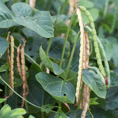 Get detailed growing information on this plant and hundreds more in BHG's Plant Encyclopedia. Cowpea Plant, Crowder Peas, Green Manure, Field Peas, Fall Veggies, Living Sustainably, Veggie Gardens, Gardening Techniques, Mountain High