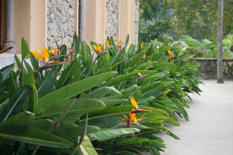 Bird of Paradise (Strelitzia reginae) Strelitzia Reginae, Sunny Room, Birds Of Paradise Plant, Bird Of Paradise Flower, Plant Window, Evergreen Garden, Birds Of Paradise Flower, Paradise Garden, Banana Plants