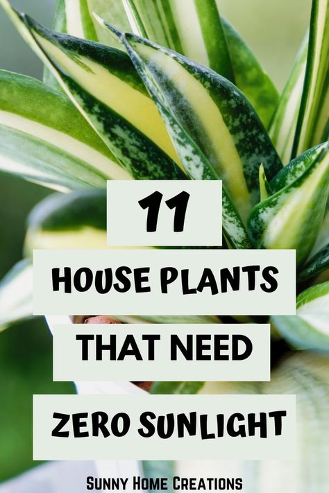 Inside House Plants, Best Plants For Bedroom, Low Light House Plants, Indoor Plants Low Light, Easy House Plants, Low Light Indoor Plants, Tattoo Plant, Tanaman Indoor, Household Plants