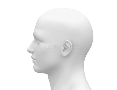 Blank White Male Head - Side view. Model Blank White Male Head - Side view , #Aff, #Male, #White, #Blank, #Head, #Model #ad Biology Girl, Human Body Illustration, Side View Illustration, Anatomy Character Design, Side View Drawing, Body Illustration, Trucks For Sell, Anatomy Female, Human Illustration