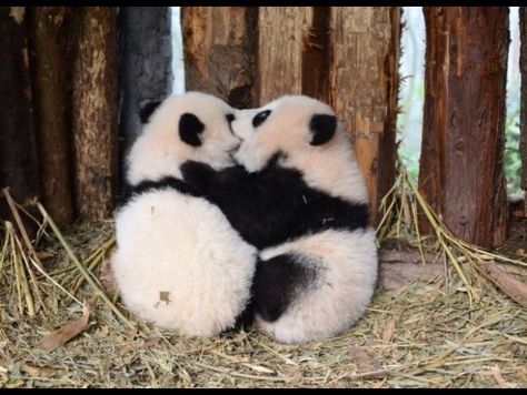 Awww how adorable 🐼❤️ Panda Babies, Baby Pandas, Baby Panda Bears, Panda Panda, Panda Bears, Panda Love, Baby Panda, Bear Cubs, Cute Animal Pictures