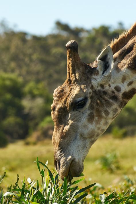 A close up of a giraffe eating grass in a field photo – Free Animal Image on Unsplash Giraffe Eating, Giraffe Images, Animal Wildlife, A Giraffe, Photography Camera, Animals Images, Pictures Images, Hd Photos, Free Photos