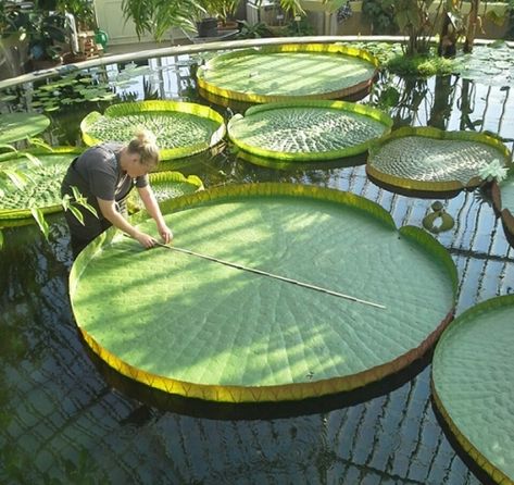 Stockholm University, Giant Water Lily, Beach Bedding, Open Water, Water Lily, Water Lilies, Poker Table, Outdoor Table, Stockholm