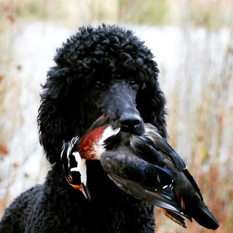 Hunting Poodle, Poodle Haircuts, Poodle Party, Black Standard Poodle, Poodle Cuts, Black Poodle, Dog Poodle, French Poodle, Oc Design