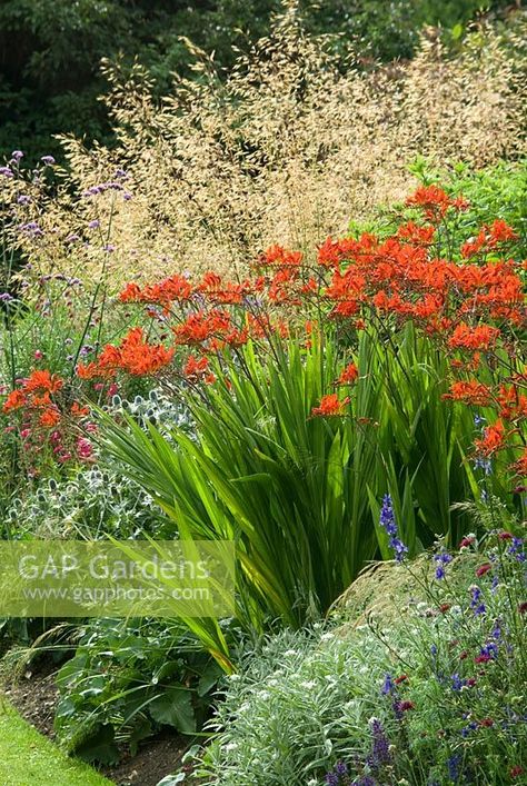 Rice Image, Stipa Gigantea, Crocosmia Lucifer, Summer Border, Sensory Garden, Areas Verdes, Coastal Gardens, English Cottage Garden, Garden Shrubs