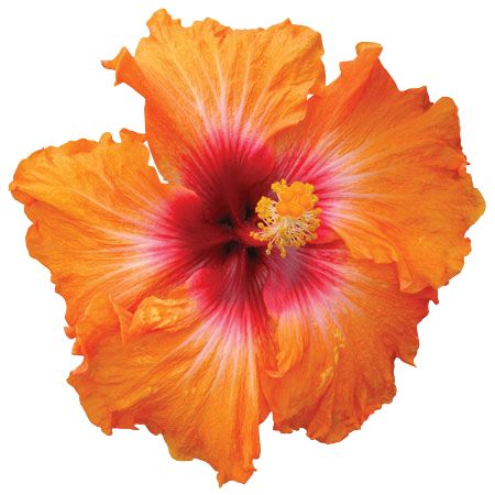 Hibiskiss-Kiss-N-Tell Fleur Orange, Hibiscus Plant, Flower Icons, Nothing But Flowers, Flower Therapy, Hibiscus Flowers, Tropical Flowers, Pretty Flowers, Hibiscus