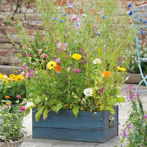 How to Plant a Mini Meadow | HGTV Wild Flower Container Garden, Small Wild Flower Garden, Mini Wildflower Meadow, Mini Meadow Garden, Wildflowers In Containers, Growing Wildflowers In Pots, Wild Flower Planters, Wildflower Container Garden, Small Space Flower Garden