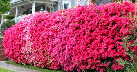 Azalea Hedge, Azaleas Landscaping, Backyard Corner, Awesome Gardens, Oleander Plants, Garden Renovation Ideas, Outside Fall Decorations, Driveway Garden, Colorful Shrubs