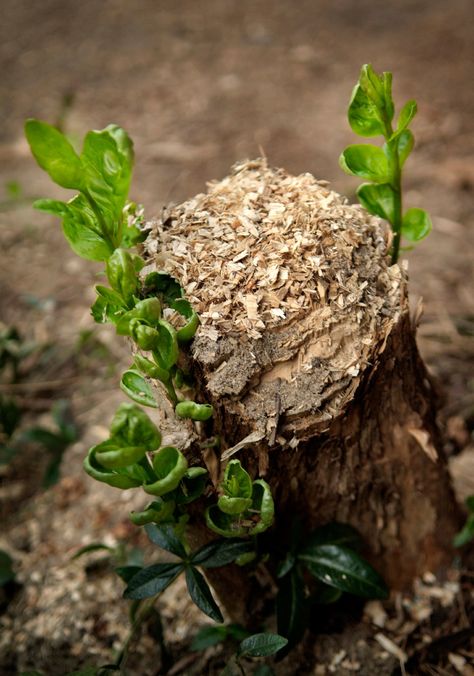 Kill Tree Roots, Tree Stump Killer, Kill Tree Stump, Stump Removal, Tree Stumps, Tree Removal, Garden Help, Succulent Terrarium, Tree Roots