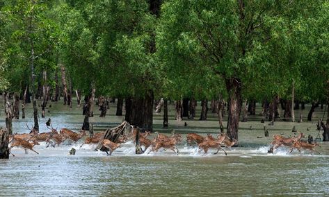 Forest Department, Bay Of Bengal, Mangrove Forest, Cross River, Rare Species, Down The River, World Heritage Sites, National Geographic, Worlds Largest