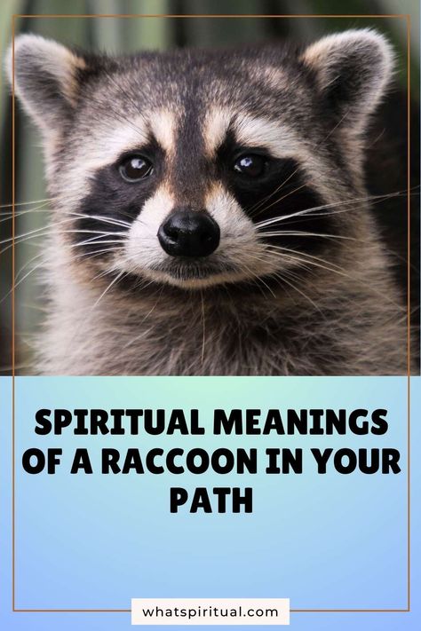 9 Spiritual Meanings of a Raccoon in Your Path: Day, Night, Cross 2 Raccoon Spiritual Meaning, Night Meaning, Spiritual Messages, Spiritual Meaning, Navigating Life, Problem Solving Skills, Day Night, Heart And Mind, Subconscious Mind